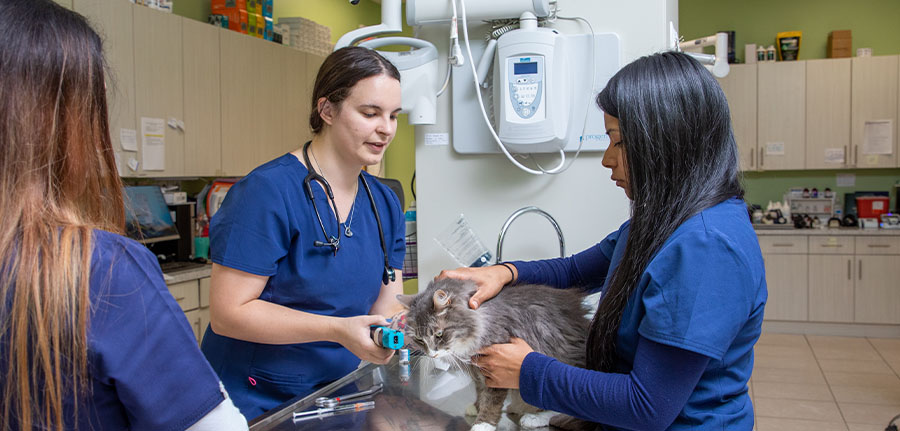 Your Guide to Dog Veterinarian Services in Monmouth County, NJ