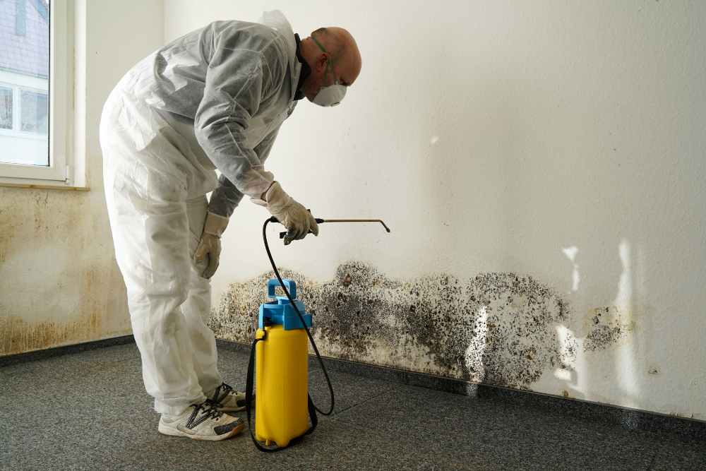 How Residential Mold Inspection Service Long Beach CA Ensures a Healthy Living Space