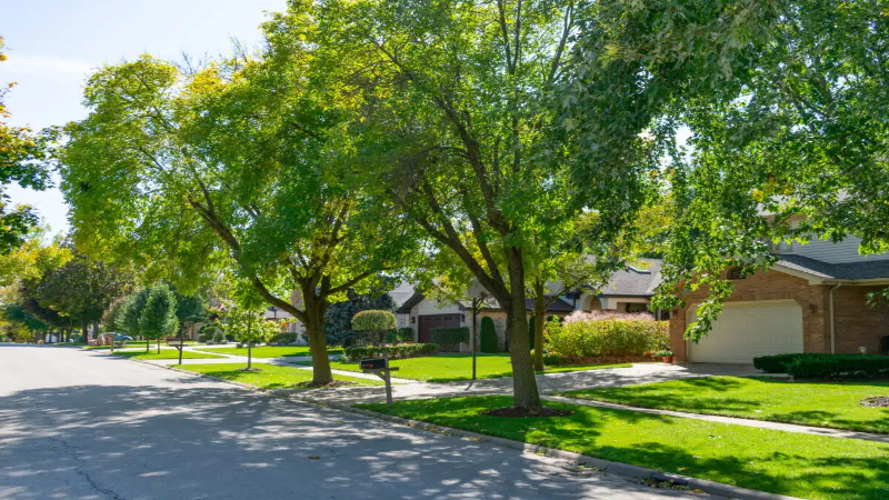 Tree And Shrub Service Charlestown, IN for Healthy Lawn and Curb Appeal