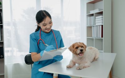 Expert Care at Animal Hospital Monmouth County, NJ for Your Pet’s Health