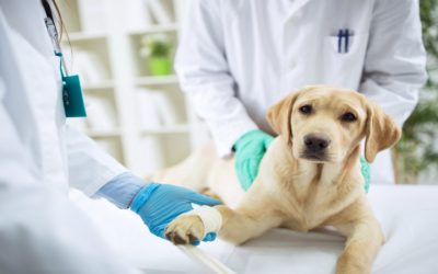 Unmatched Wellness Services Provided by a Veterinarian Flora MS Near You