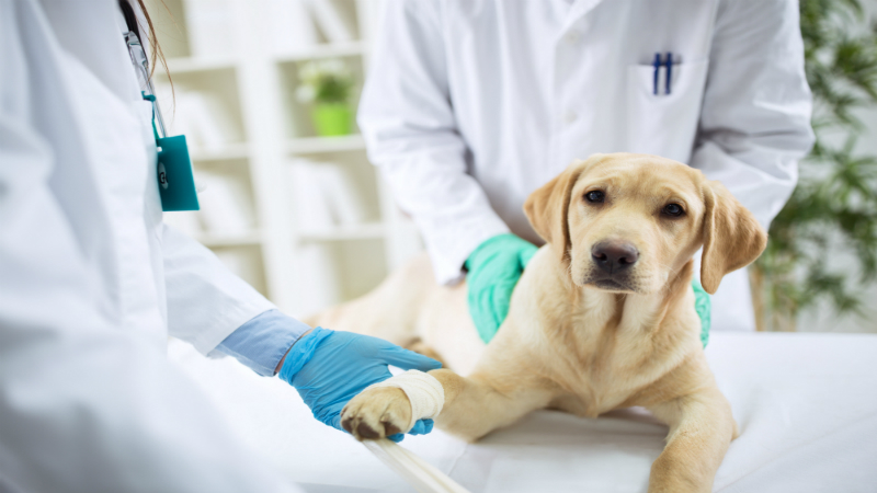 Unmatched Wellness Services Provided by a Veterinarian Flora MS Near You
