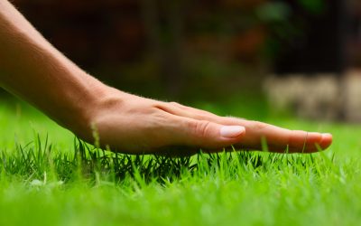 The Benefits of Choosing Kentucky Bluegrass Seed For Sale Fountain Co for Lush Yards