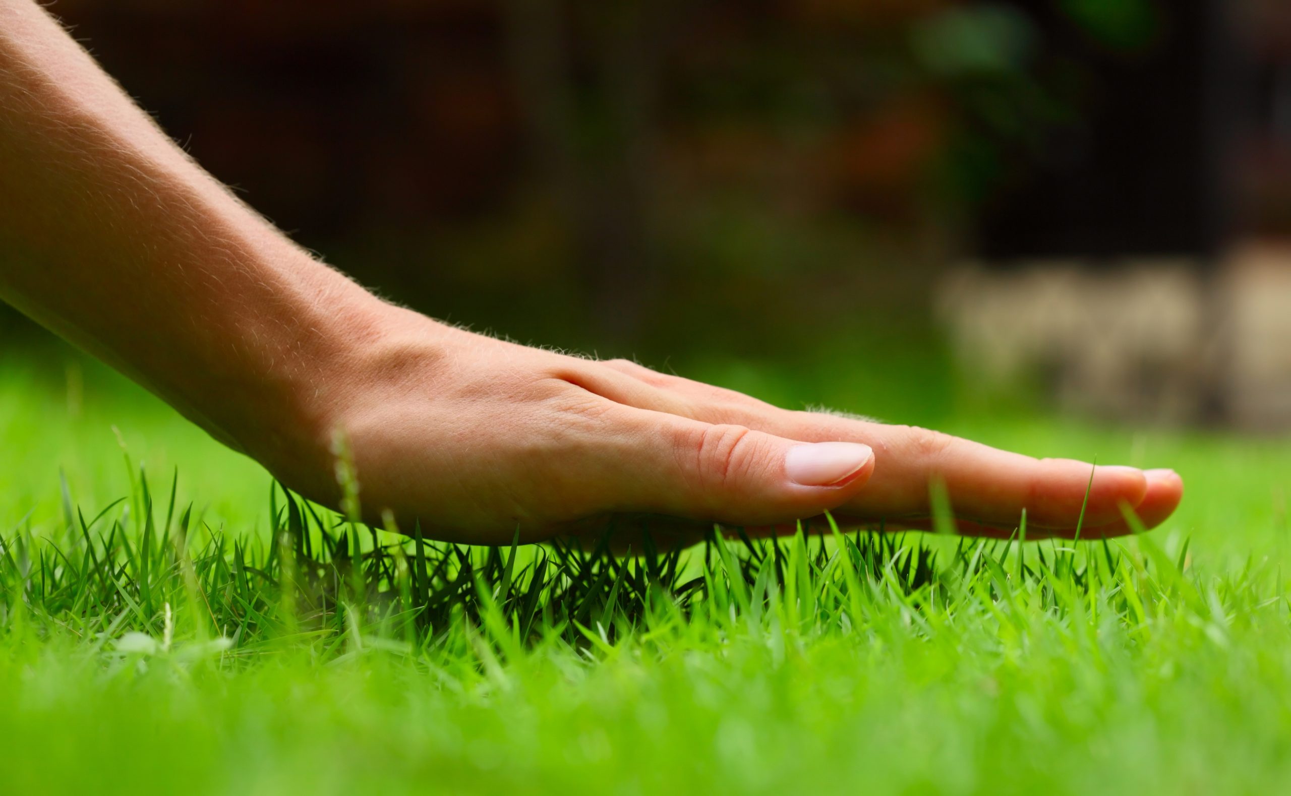 The Benefits of Choosing Kentucky Bluegrass Seed For Sale Fountain Co for Lush Yards