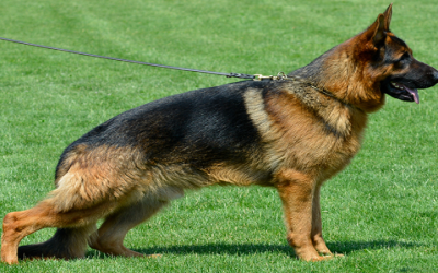 Find Fully Trained German Shepherd Dogs for Sale in Your Area