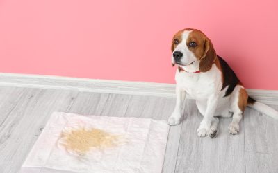 Achieve Real Results with Puppy Training Treasure Coast FL for Well Behaved Pets