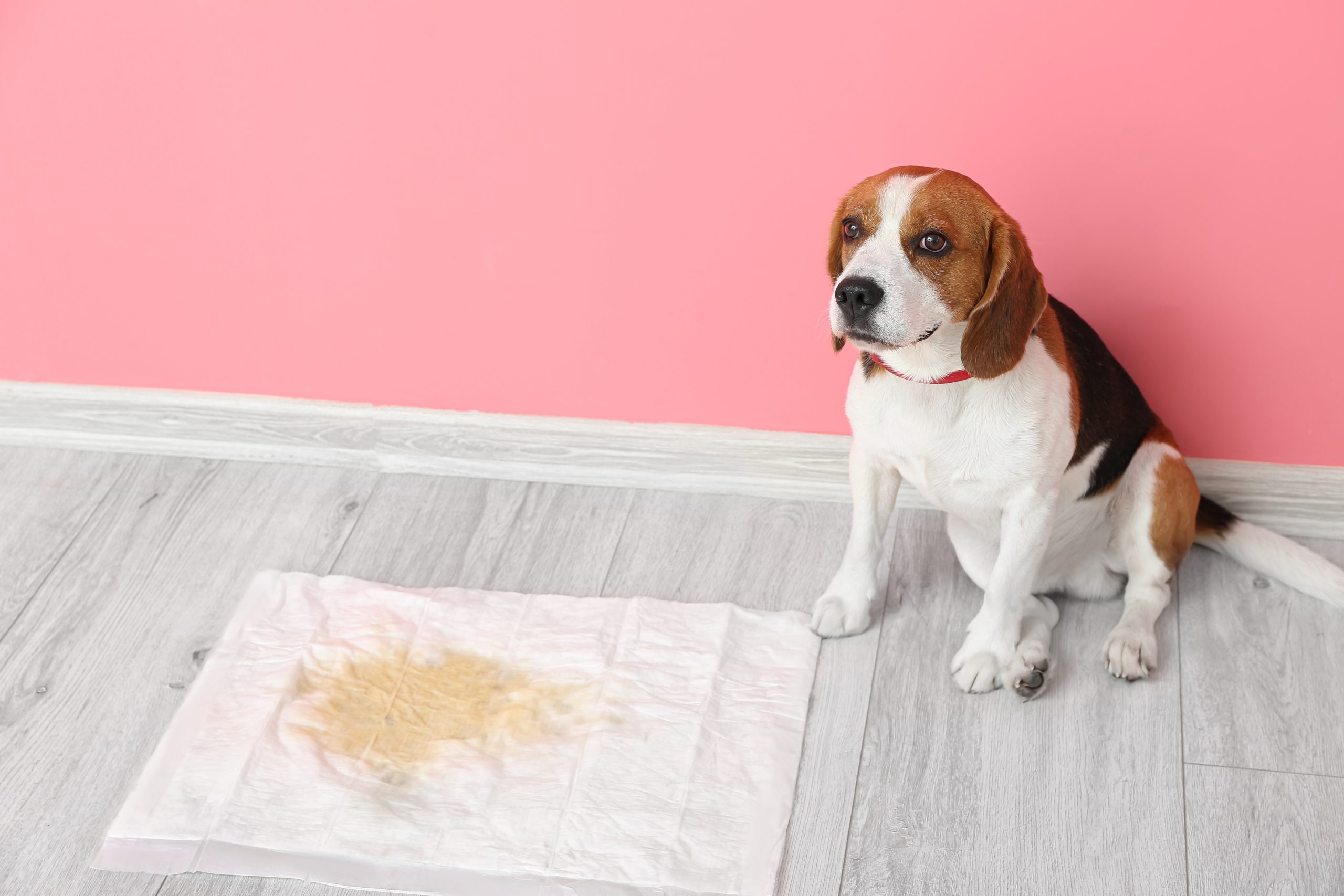 Achieve Real Results with Puppy Training Treasure Coast FL for Well Behaved Pets