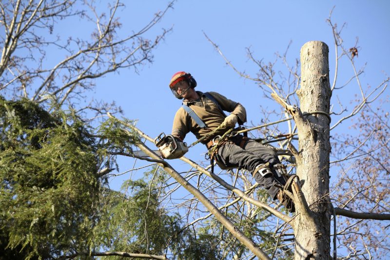 Safe and Reliable Tree Pruning Service Virginia Beach VA for a Pristine Home Landscape
