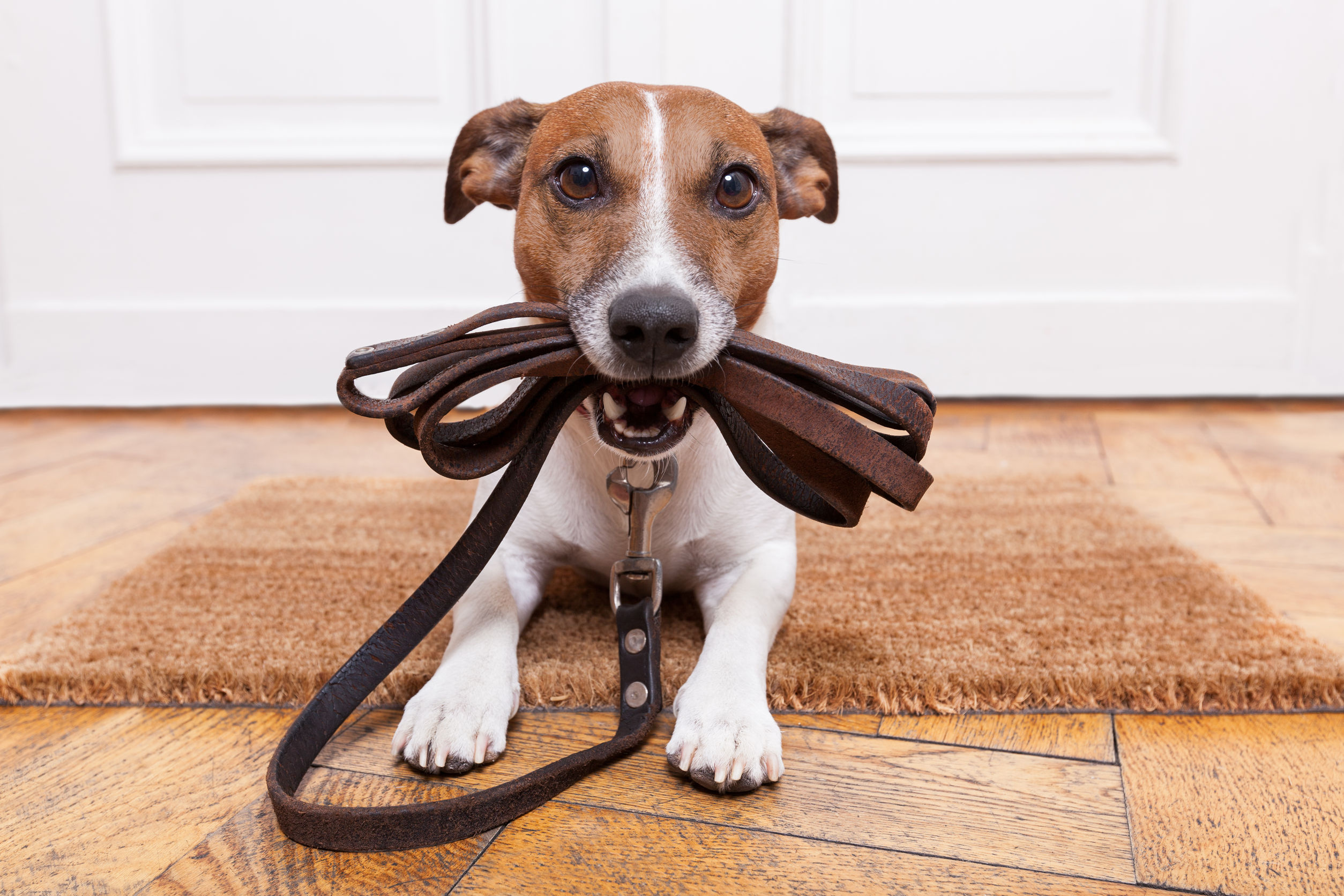 Private Puppy Training Orange County CA Solutions for Common Behavioral Challenges