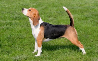 Unleash Better Behavior With Puppy Training Gainesville FL for Happy Family Pets