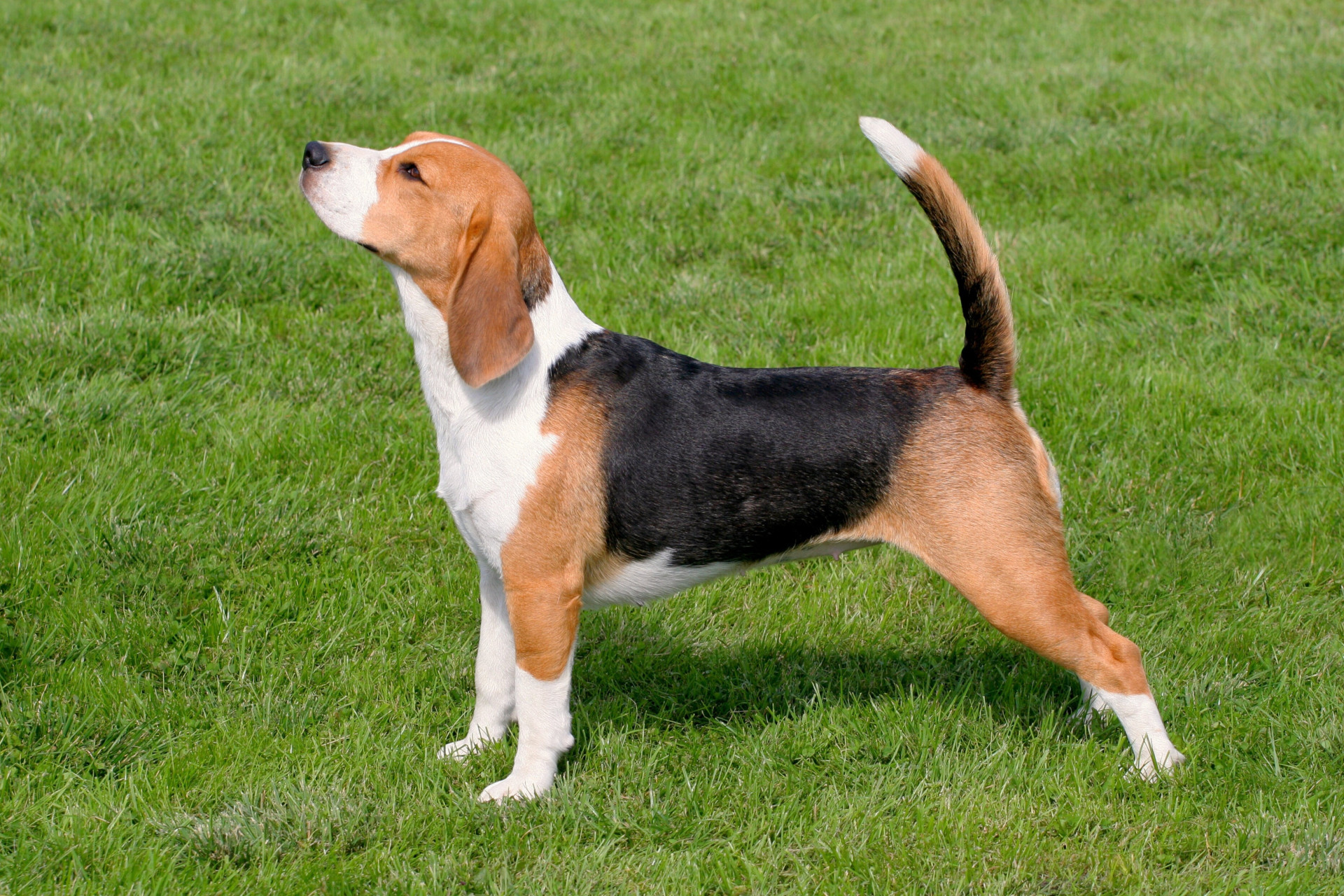 Unleash Better Behavior With Puppy Training Gainesville FL for Happy Family Pets