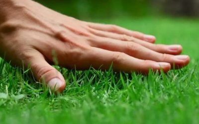 Prevent Turf Damage With Effective Grub Control for Lawn Shelbyville, KY Homeowners