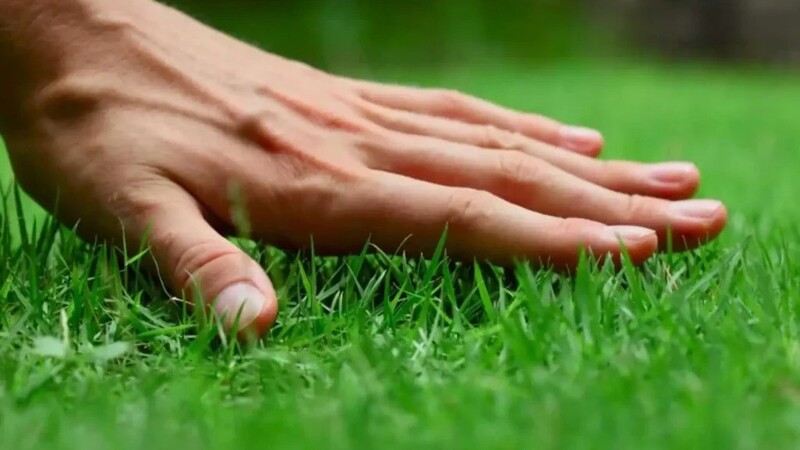 Prevent Turf Damage With Effective Grub Control for Lawn Shelbyville, KY Homeowners