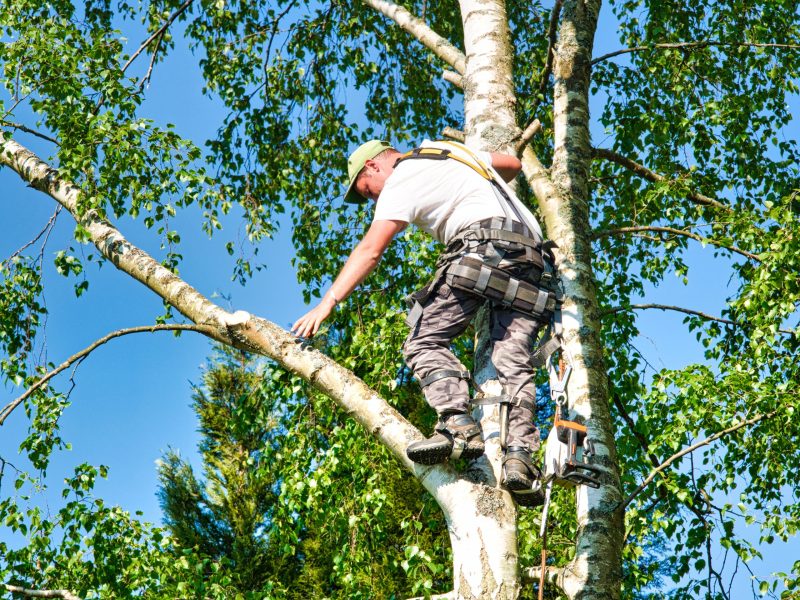 Protect Your Property with Expert Care from a Trusted Tree Company in Atlanta, GA Homeowners Rely On