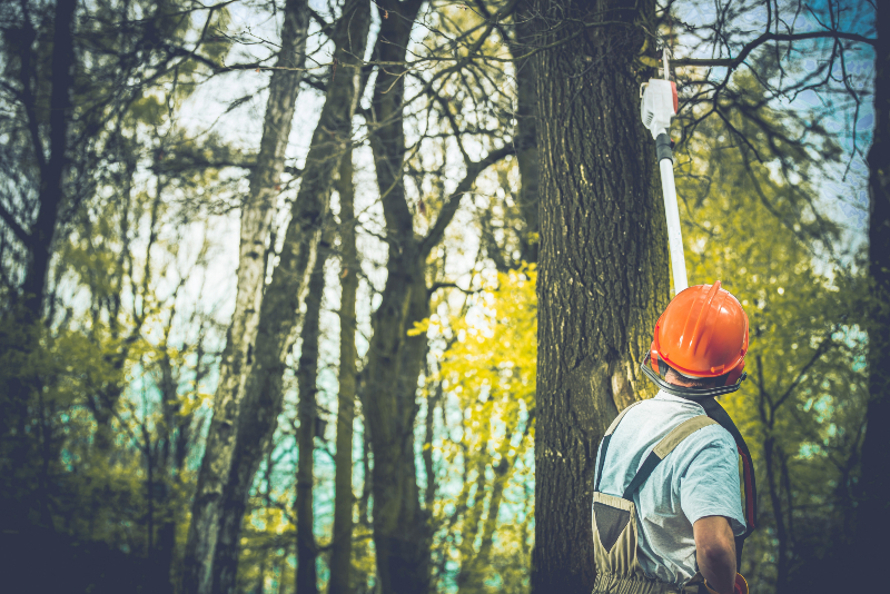 Transform Your Landscape with a Tree Pruning Service Charlotte NC Homeowners Trust Most