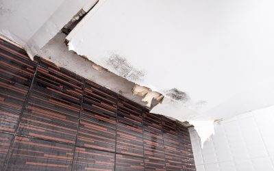 Breathe Easier Indoors Thanks to Mold Remediation Service Jacksonville FL Solutions
