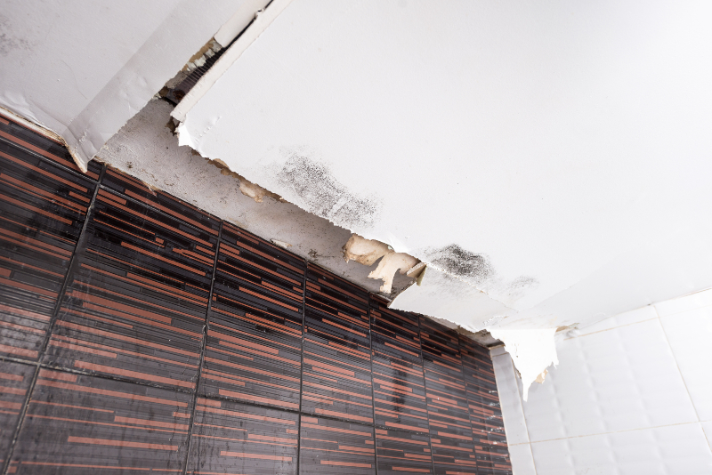 Breathe Easier Indoors Thanks to Mold Remediation Service Jacksonville FL Solutions