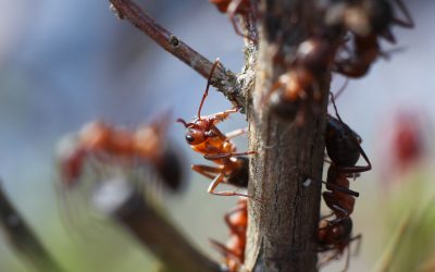 Get Rid of Pests for Good with an Ant Exterminator NJ Residents Trust for Results