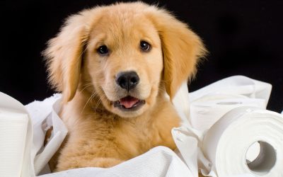 Keep Your Canine Protected in All Seasons With a Durable Custom Dog Box Solution