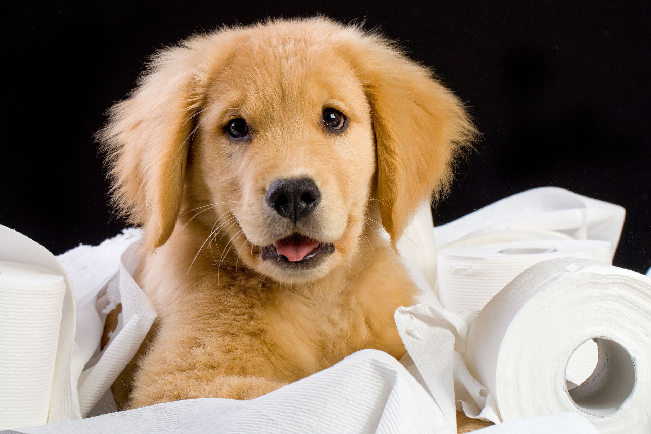 Keep Your Canine Protected in All Seasons With a Durable Custom Dog Box Solution