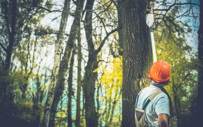 Improve Curb Appeal With Expert Tree Removal Service Jeannette PA Residents Trust