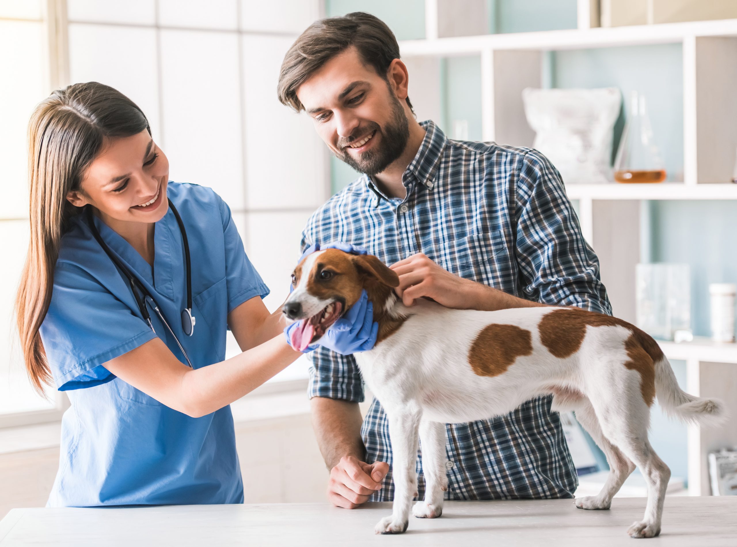 The Ways Veterinary Services Lenexa KS Provide Compassionate Care for Animals