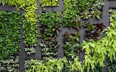 Bring Lush Greenery Indoors Through Living Wall Interior Plant Service Chicago IL Expertise