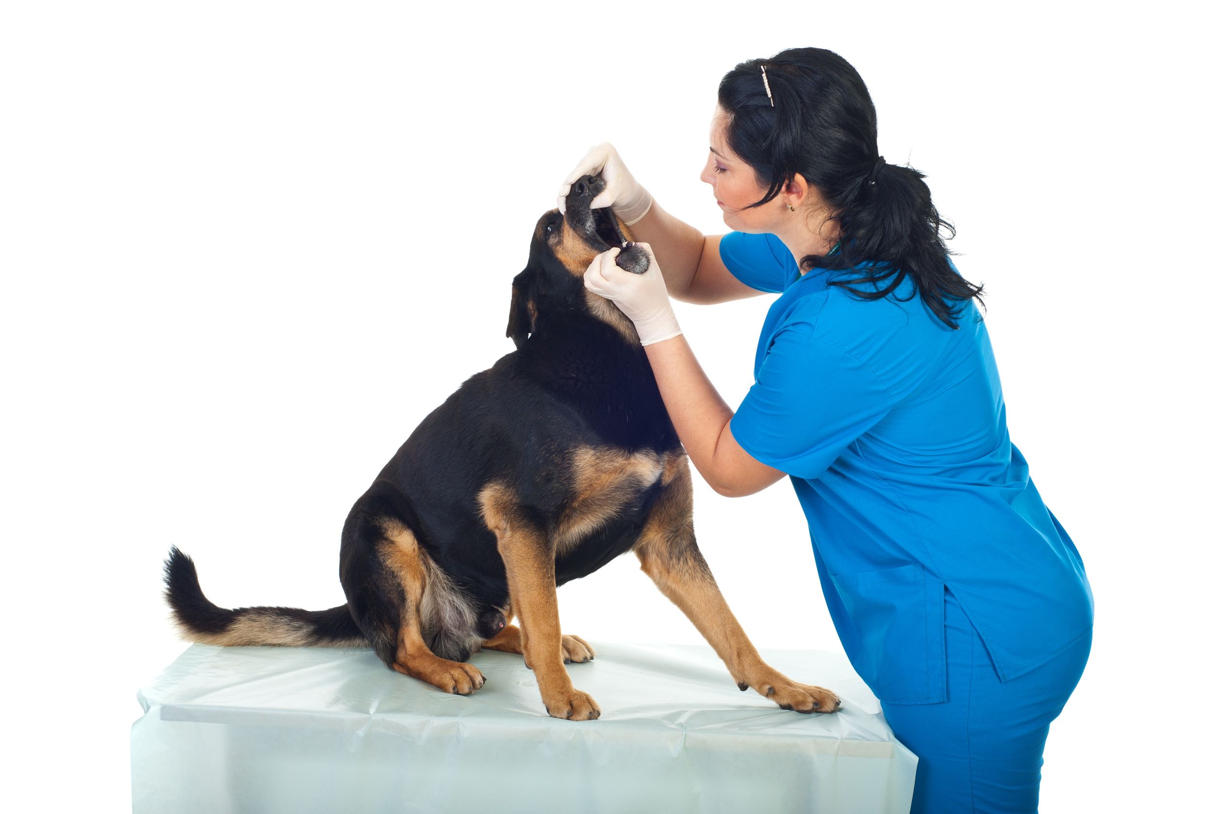 Keep Your Pets Smiling With Pet Dental Services Charlottesville Residents Trust Most