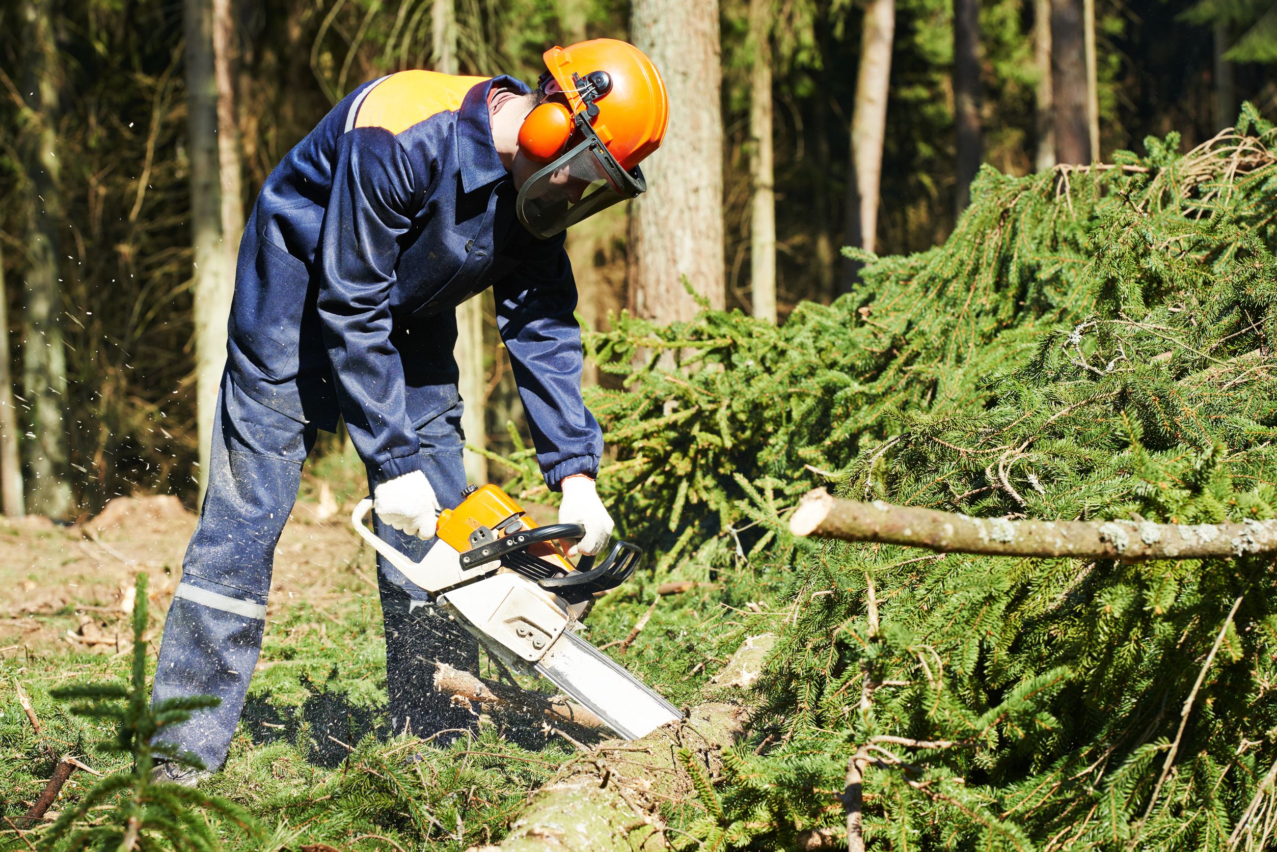 What Homeowners Should Know About Tree Removal Gainesville Services