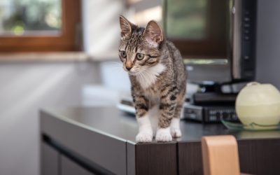 Finding a trusted cat vet near Monmouth County NJ for expert feline care and peace of mind?