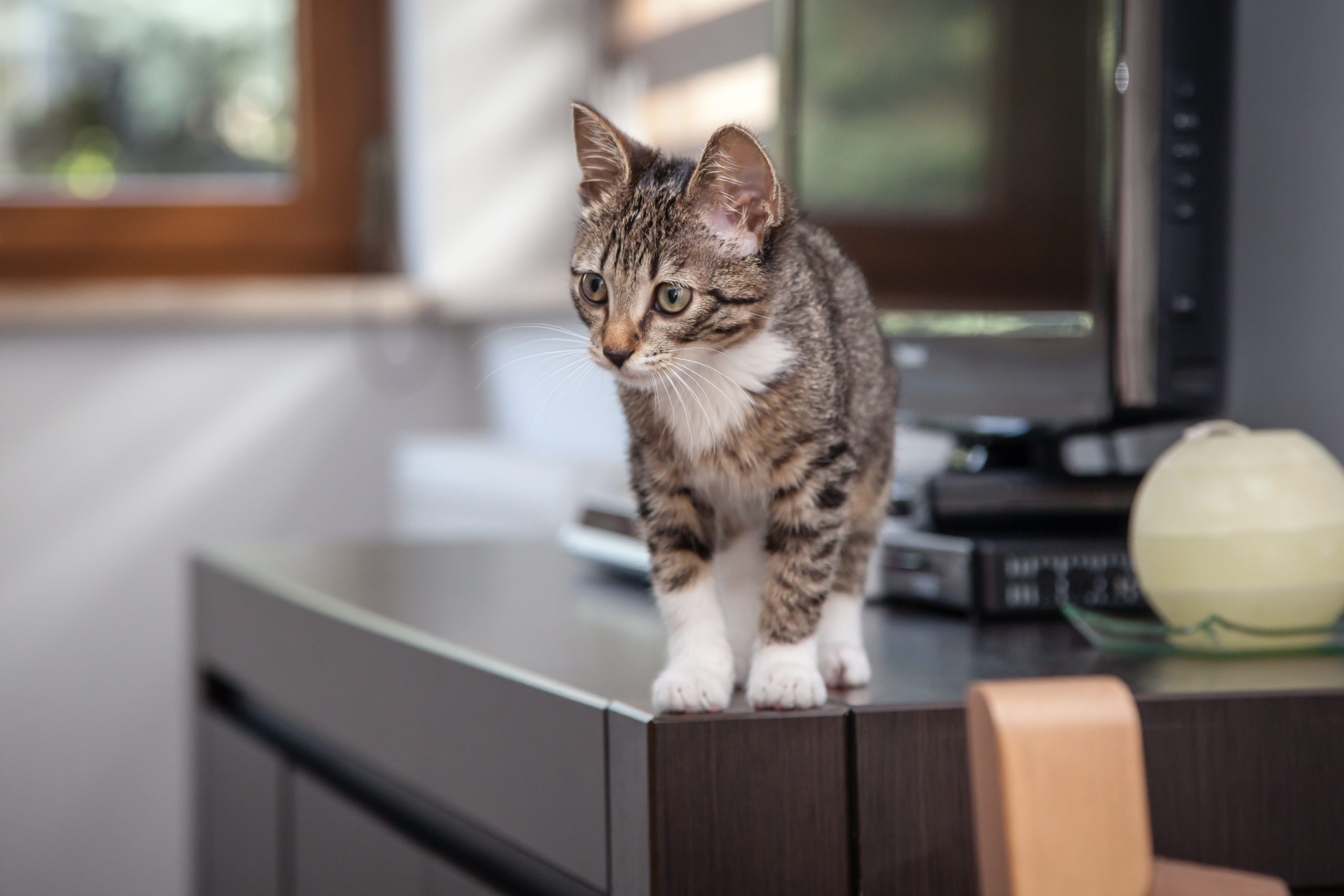 Finding a trusted cat vet near Monmouth County NJ for expert feline care and peace of mind?