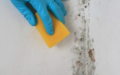 Maintain Property Value and Clean Air Through Mold Remediation in Frankfort, IL