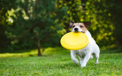 Unlock a Happier Home with Personalized Dog Training Boca Raton FL Methods That Work