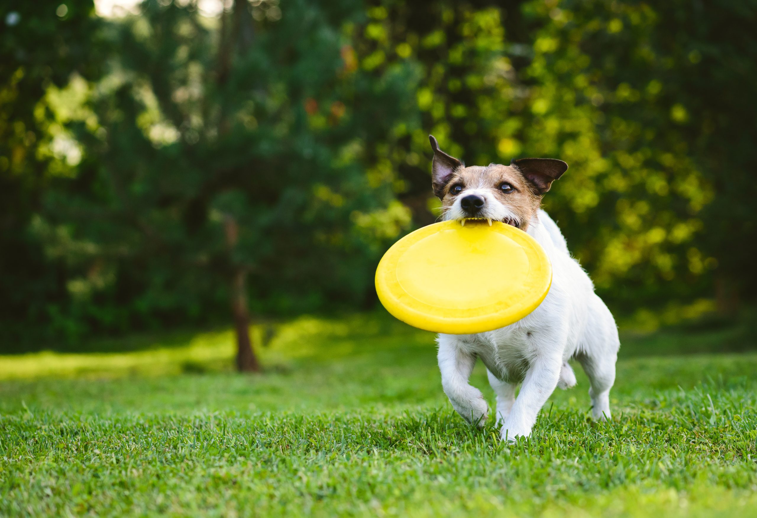 Unlock a Happier Home with Personalized Dog Training Boca Raton FL Methods That Work