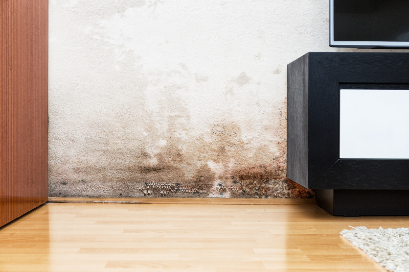 Signs You Need a Mold Remediation Company Murrieta CA Residents Can Trust