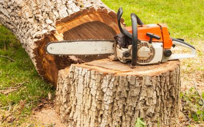 Keep Your Yard Safe and Beautiful with Stump Removal Service St. Petersburg FL Solutions
