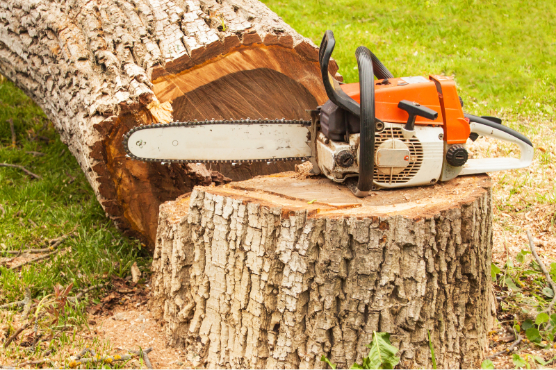 Keep Your Yard Safe and Beautiful with Stump Removal Service St. Petersburg FL Solutions