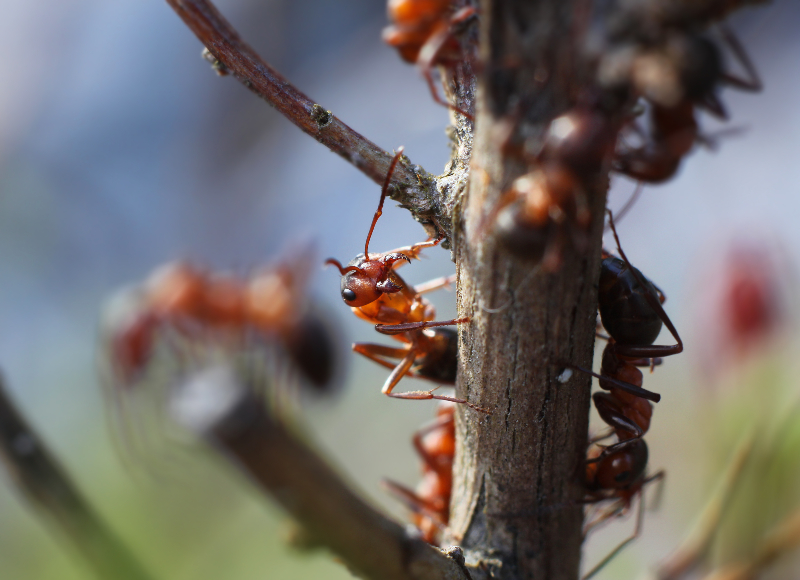 Proven Solutions for Homeowners Facing Ant Control Land O Lakes FL Infestations