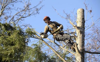 Keeping Your Property Safe Using Emergency Tree Removal Bethlehem PA Solutions