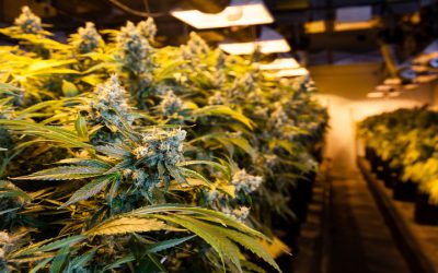 Finding Reliable Products Through an Online Cannabis Dispensary in Grand Junction, CO