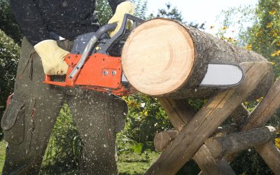 Ensure Property Safety and Appeal with Commercial Tree Service Carson City, NV Solutions