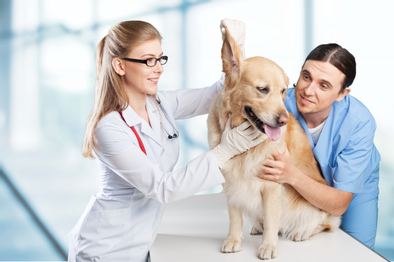 Keeping Pets Happy with Dog Care in Murrells Inlet SC for StressFree Living